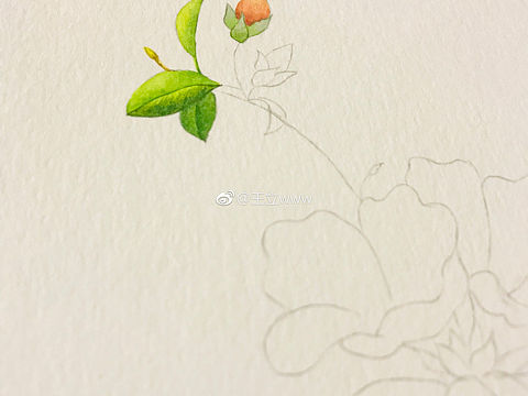 水彩花卉