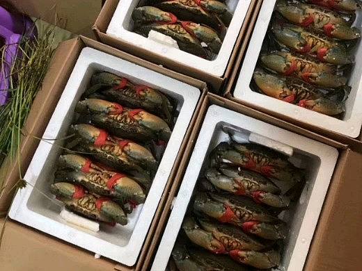 海产品--红鲟膏蟹