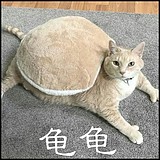 单一的毛豆的头像