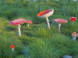 《草地和蘑菇》1004.每日练习