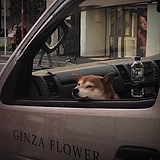 小安Ann_的头像