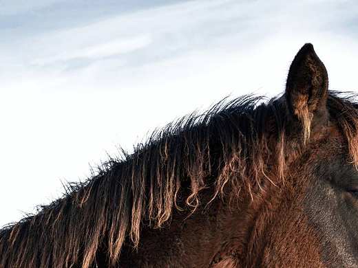 摄影作品《马》（个人主页-ZMzQ3NDk5MDA=） - 宠物摄影 - 站酷设计师R四筒原创素材 - 站酷ZCOOL