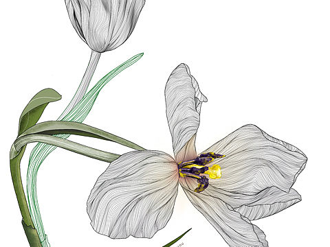 花卉系列 