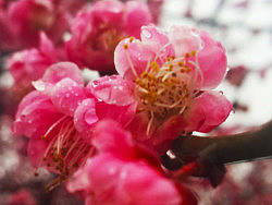 橘子洲赏梅（个人主页-ZMzI3MTY2OA==） - 风光摄影 - 站酷设计师壹枚Design原创素材 - 站酷ZCOOL