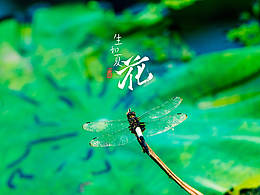 夏已盛開，風(fēng)荷未滿