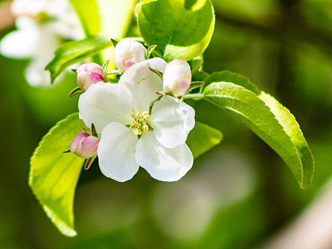 苹果花..雅的美...