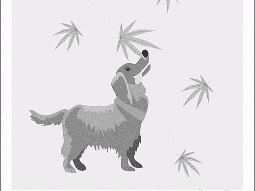 狗狗知道我这么喜欢你们吗