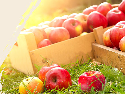 活动页面－水果