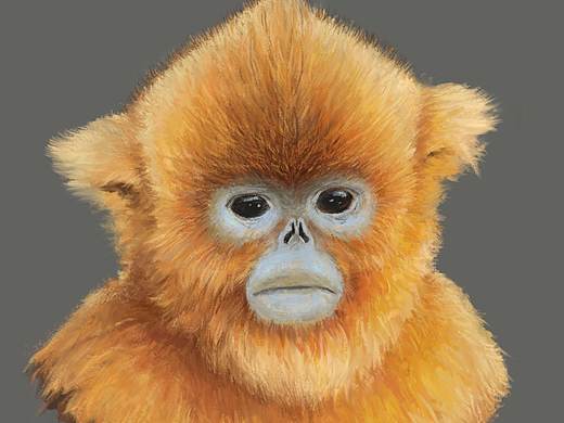 金丝monkey