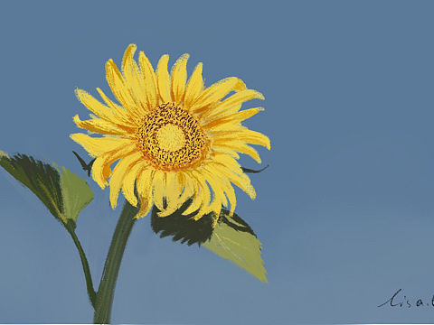 向日葵🌻