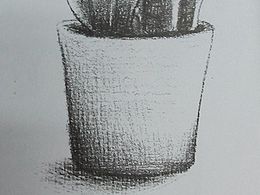 素描虎皮兰小盆栽