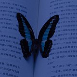 一个傲娇的番薯的头像