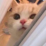黄小达呀的头像