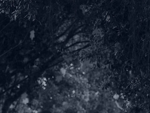 迷雾 田野 黑白摄影