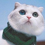多了个梨的头像
