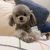 啊啊阿敏阿的头像