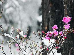 【雪落点苍山   冰接映山红】*奇景*五月飘雪