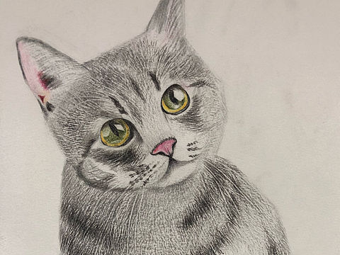 彩铅小猫练习