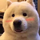 宇宙第一年糕的头像