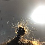 鸡翅给我吃的头像