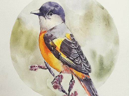 水彩畫山椒雀（個(gè)人主頁-ZMjg2Mzg0NzI=） - 繪畫 - 站酷設(shè)計(jì)師zhanghongzhen原創(chuàng)素材 - 站酷ZCOOL