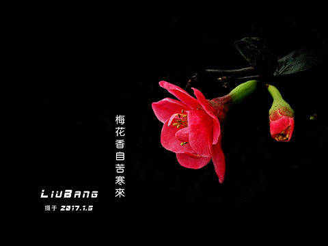 最美不过冬花朵朵香！