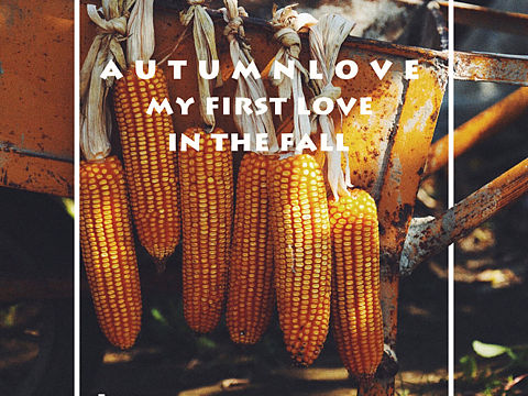 带来秋天的苞米