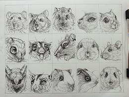 十二生肖動物小圖