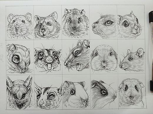 十二生肖动物小图