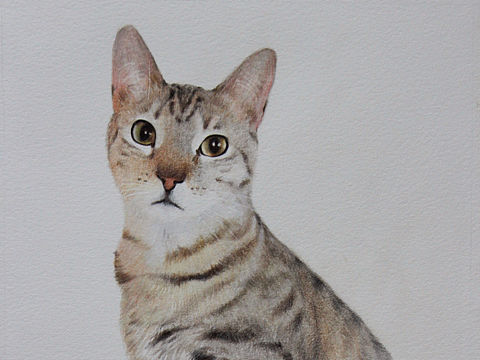 小花猫