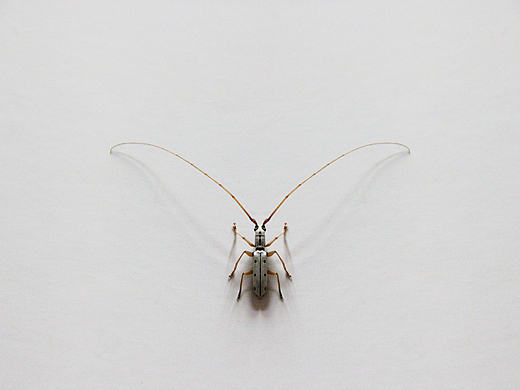 《 黑点粉天牛 》