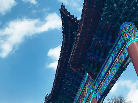 樱花树下