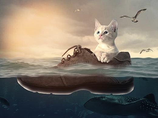 海岸上孤独的猫咪