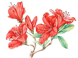 杜鹃花