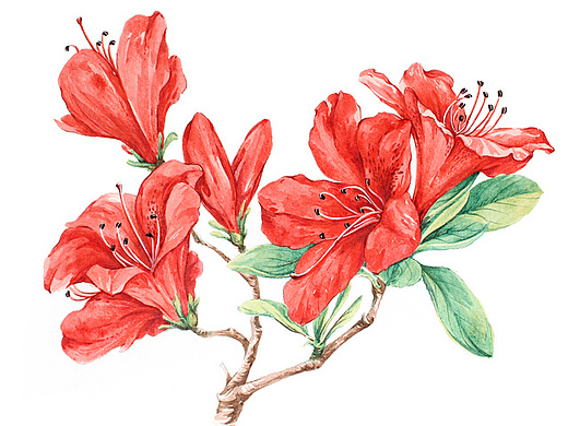 imagemw708杜鹃花金融项目app,rn及小程序ui规范美壑屿37杜鹃花油画