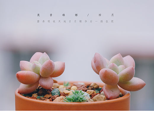 多肉美如画