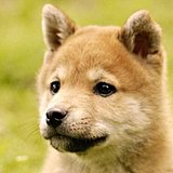 青木月的头像