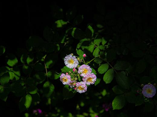 春逢谷雨晴🌄