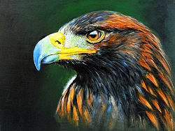 圆珠笔、丙烯习作