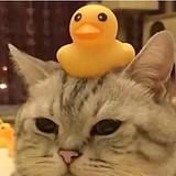 goinx的头像