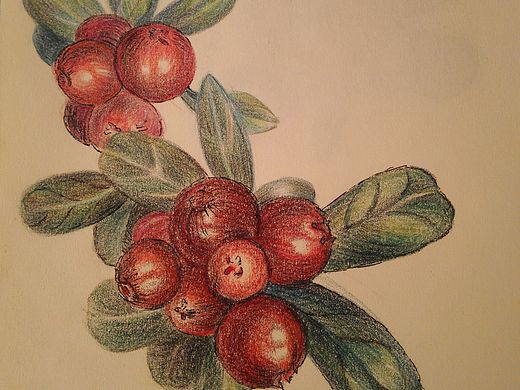 彩铅小品——红果果（个人主页-ZMTU2OTYwNDQ=） - 创作习作 - 站酷设计师麦泡泡原创素材 - 站酷ZCOOL