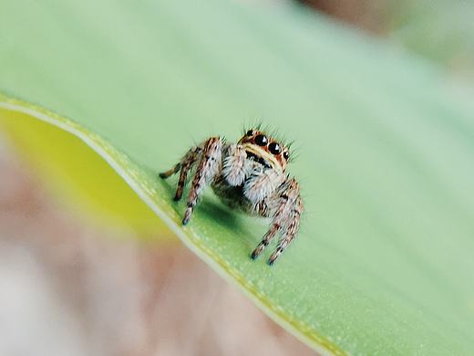 手机摄影-昆虫系列