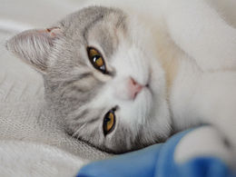《猫的午后》