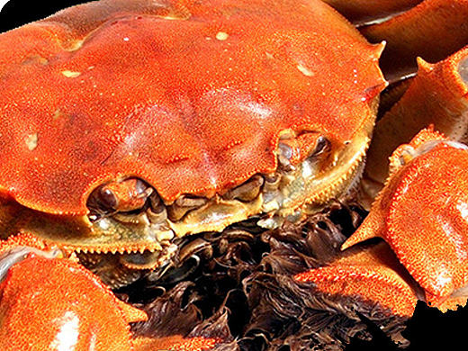 大闸蟹礼券（个人主页-ZMTcwNDYxMTI=） - 宣传物料 - 站酷设计师佟雨88原创素材 - 站酷ZCOOL