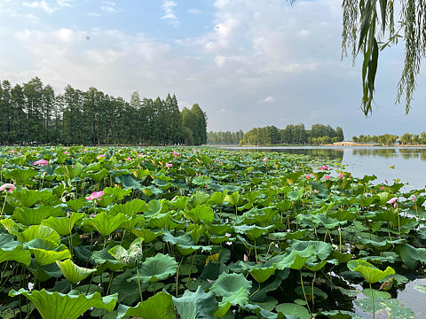 东湖荷花（个人主页-ZNjExMzM2MjQ=） - 风光摄影 - 站酷设计师缱绻莫离原创素材 - 站酷ZCOOL