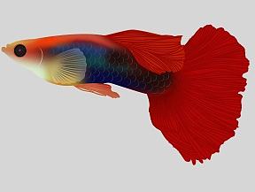 手绘一波鱼（个人主页-ZMTk2MTI1MDA=） - 创作习作 - 站酷设计师摸索的宇原创素材 - 站酷ZCOOL