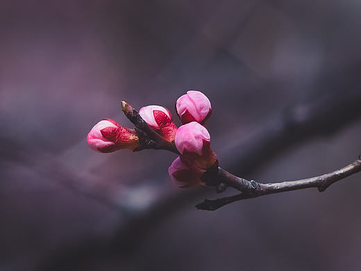 春天过去鸟