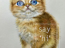 英短猫
