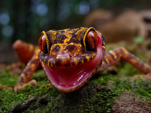 大自然【每个生命的起源】