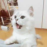 潜藏的头像